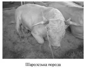 Charolais rasa rasa Limousin, rasa kianskaya - carne mărfii