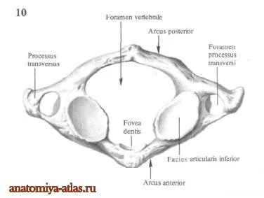 Nyakcsigolya - az