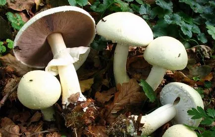 Agaricus arvensis leírás, ahol növekszik a fajta ikrek, fotók