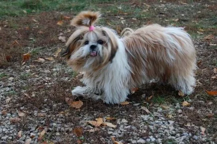 Shih Tzu - a tulajdonosok véleménye a fajta, az érvek és ellenérvek, „hogy mancs”