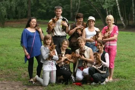 Cățeluși jucărie română terrier canisa de vânzare Bravo g de căldură