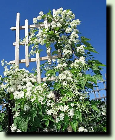 Trellis като декорация градина и градина, вила със собствените си ръце