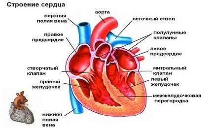 a gyermeknek szívzörej okok, tünetek, kezelés, prognózis