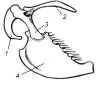 păsări Skeleton elgeran