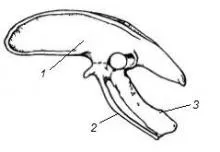 păsări Skeleton elgeran