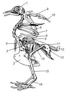 păsări Skeleton elgeran