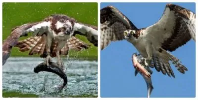 Osprey - egy ragadozó madár életmód és viselkedés