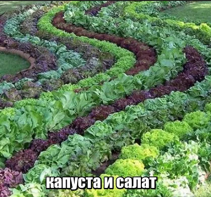 legume de plantare amestecate în schemele de grădină și cu efect de seră, exemple