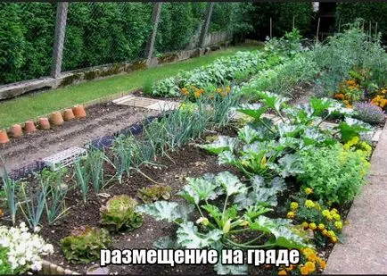 Смесени засаждане зеленчуци в схемите за градински и оранжерийни, примери