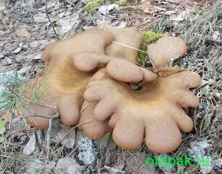 A növekedés üteme a gombák az erdőben
