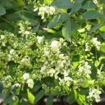 Sophora Japonica полезни свойства на растения и противопоказания