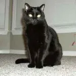 Visul pisica prins mouse-ul, roșu atac, Shat negru mort, interpretare de vis musca gri sau alb
