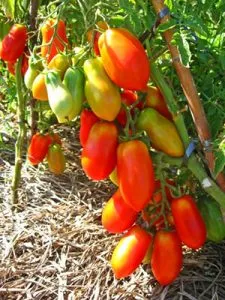 Varietatea de soiuri de tomate grozdevoy descriere, caracteristici și recenzii