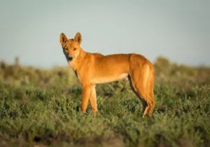 viața dingo în viața de zi cu zi și în sălbăticie