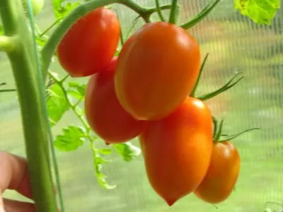 Varietatea de soiuri de tomate grozdevoy descriere, caracteristici și recenzii