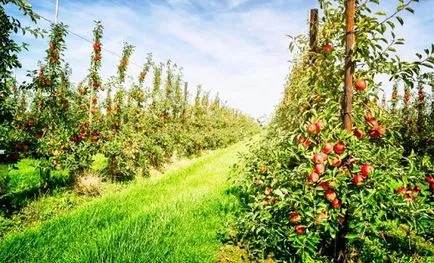 Apple fajták Ural - ami jobb a növény korai és késői nyár, ősz, tél, fotó,