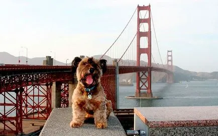 Куче-пътнически, информативни и интересни снимки смешно снимки