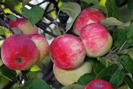 Apple fajták Ural - ami jobb a növény korai és késői nyár, ősz, tél, fotó,