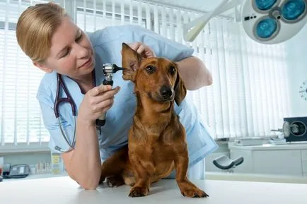Mi lesz az orvos, hogyan kell választani egy állatorvos klinika
