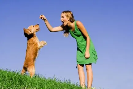 Социализация на глухи кучета, тайни на дома оформяне