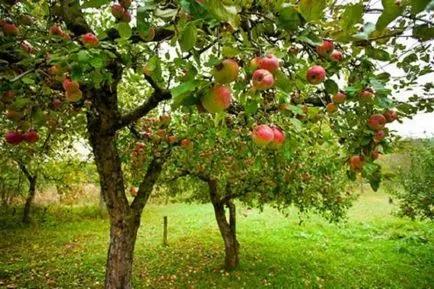 разновидности на Apple за Урал - което е по-добре да се засаждат в началото и края на лятото, есен, зима, снимка,