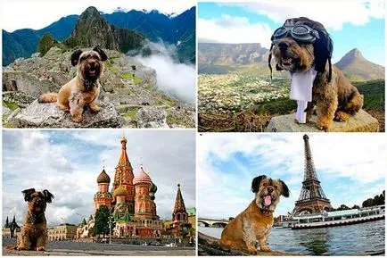 Dog-călătorie, informații și poze interesante poze haioase