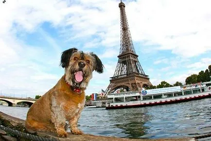 Куче-пътнически, информативни и интересни снимки смешно снимки