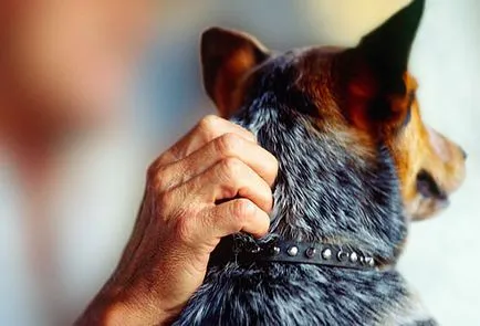 Socializarea de câini surzi, secretele de îngrijire acasă