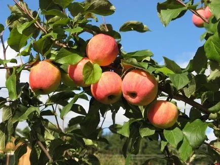 soiuri de mere pentru Urali - ceea ce este mai bine pentru a planta timpurie și sfârșitul verii, toamna, iarna, fotografie,
