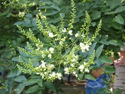 Sophora Japonica полезни свойства на растения и противопоказания