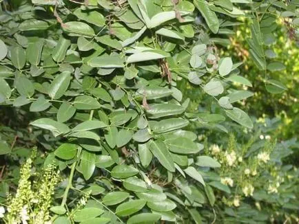 Sophora japonica hasznos tulajdonságai növények és ellenjavallatok
