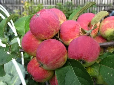 soiuri de mere pentru Urali - ceea ce este mai bine pentru a planta timpurie și sfârșitul verii, toamna, iarna, fotografie,