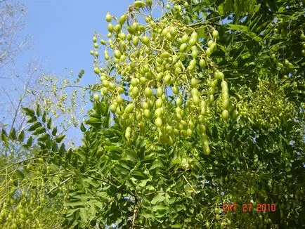 Sophora japonica