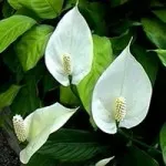 Spathiphyllum грижи, видове, болест, всички цветове