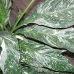 Spathiphyllum грижи, видове, болест, всички цветове