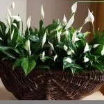 ingrijire Spathiphyllum, specii, boala, toate culorile