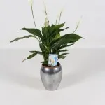 Spathiphyllum грижи, видове, болест, всички цветове