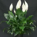 Spathiphyllum ellátás, faj, betegség, az összes szín