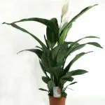 Spathiphyllum ellátás, faj, betegség, az összes szín