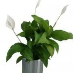 Spathiphyllum грижи, видове, болест, всички цветове