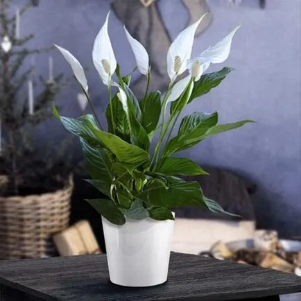 Spathiphyllum ellátás, faj, betegség, az összes szín