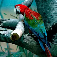 Стихове за папагал папагали