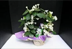 Stephanotis (Мадагаскар жасмин) е възможно да се запази флорибунда дома, цъфтящи жълто