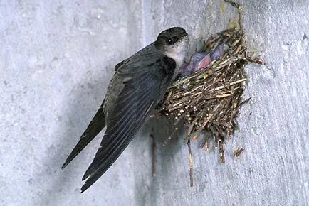 Swifts, păsări vreme