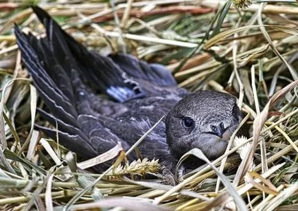 Swifts, păsări vreme