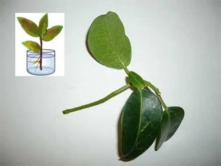 Stephanotis (Madagaszkár jázmin) lehet tartani floribunda otthon, virágzás, sárga