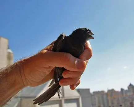 Swifts, păsări vreme