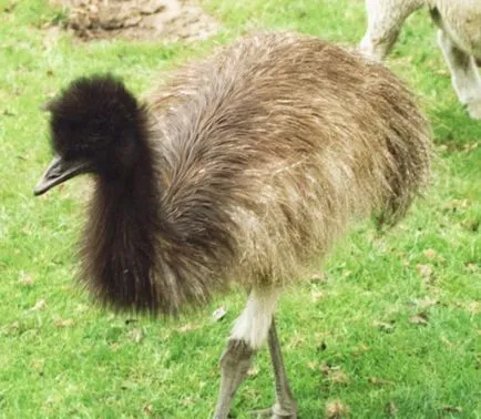 emu