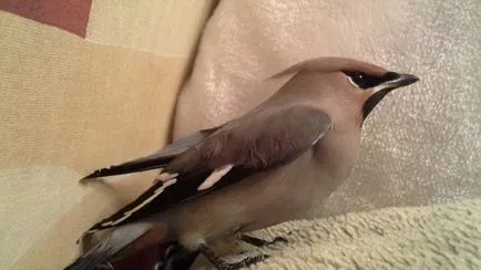 Waxwing (bombycilla garrulus) leírás, fajok, fotók, hang, videó,