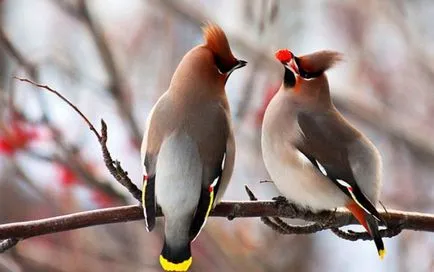 Waxwing (bombycilla garrulus) leírás, fajok, fotók, hang, videó,